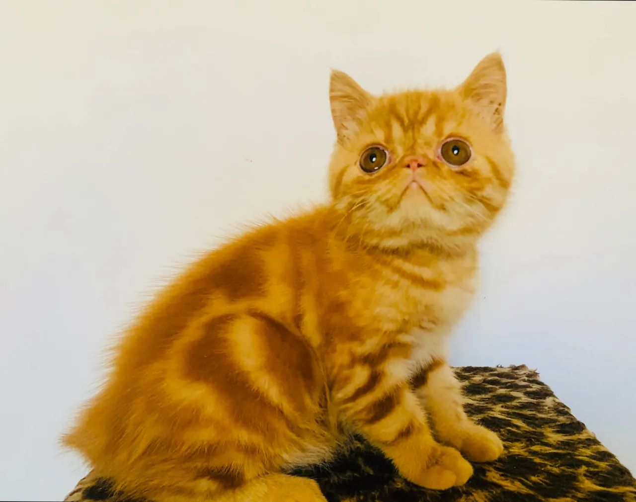 Filhote gato persa exótico show Garfield  - Foto 2