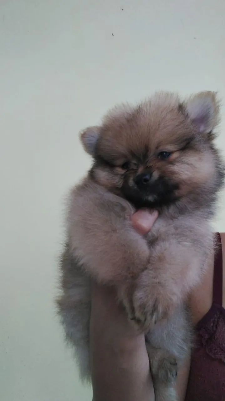 Vendo Spitz alemão anão  - Foto 3