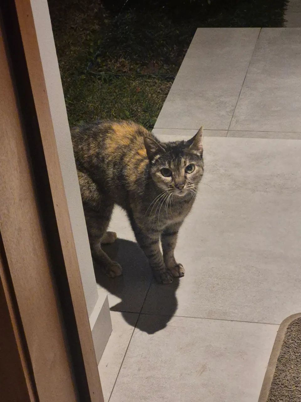 Gatinha para adoção  - Foto 4