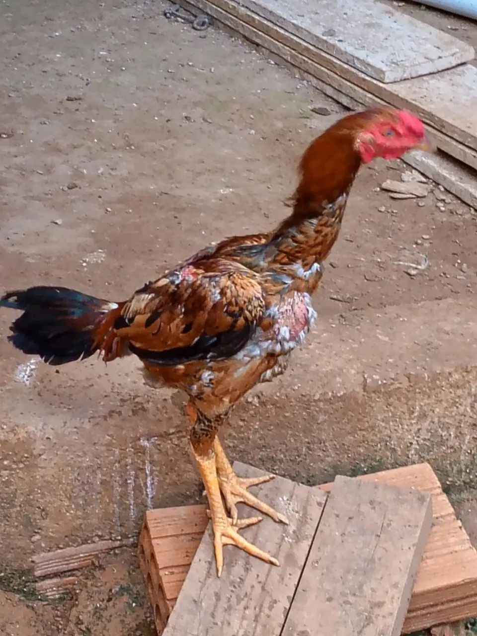 Frango ? de raça indiano.  - Foto 4