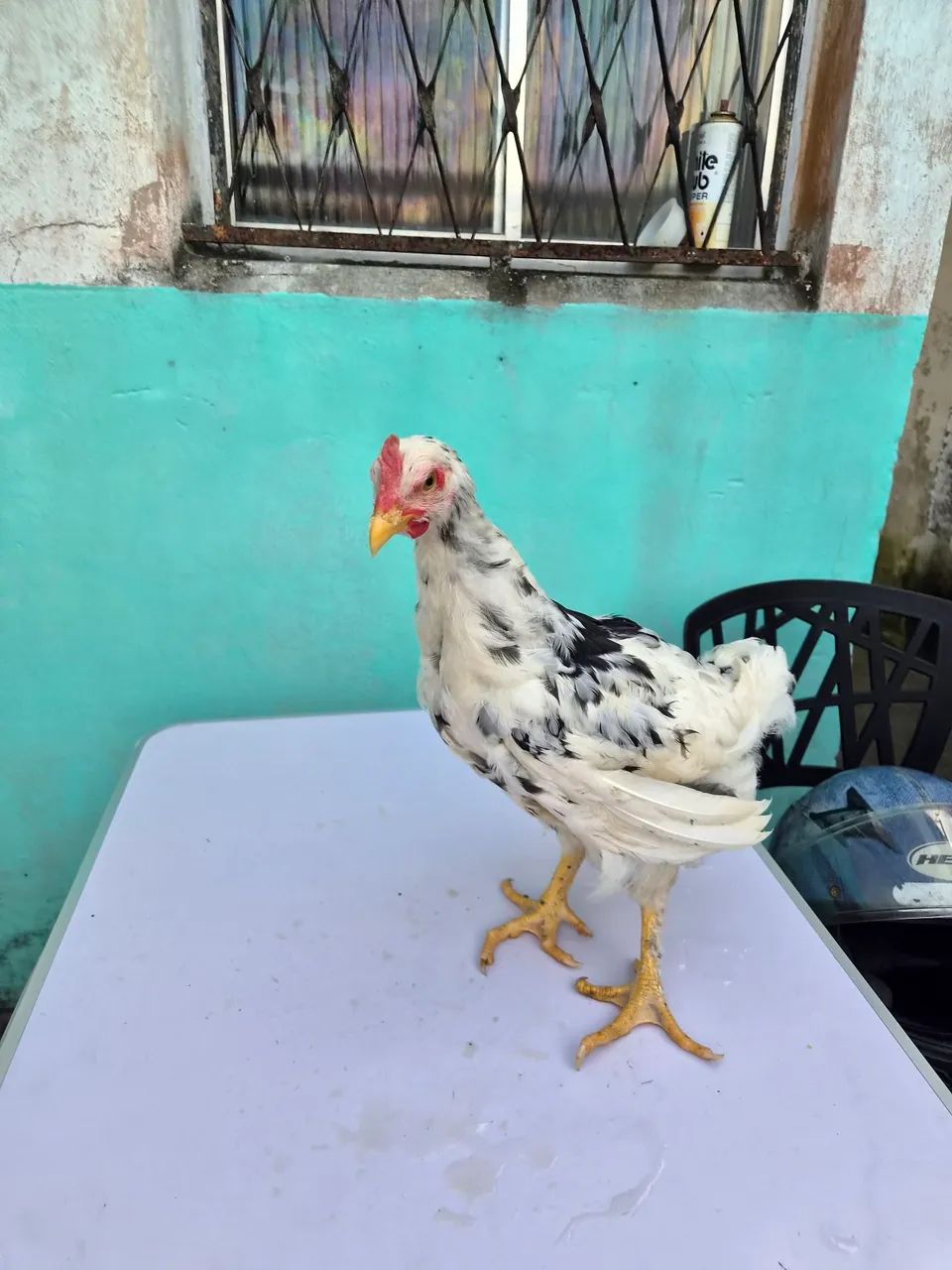 Frangos GSB