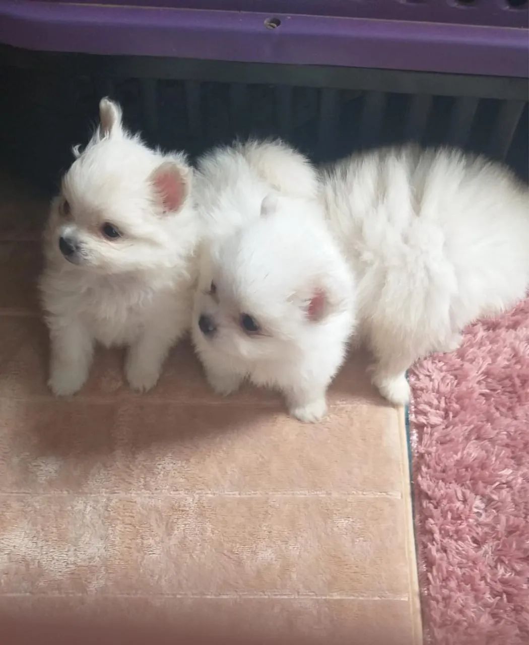 Lulu da Pomeranea anão  - Foto 4