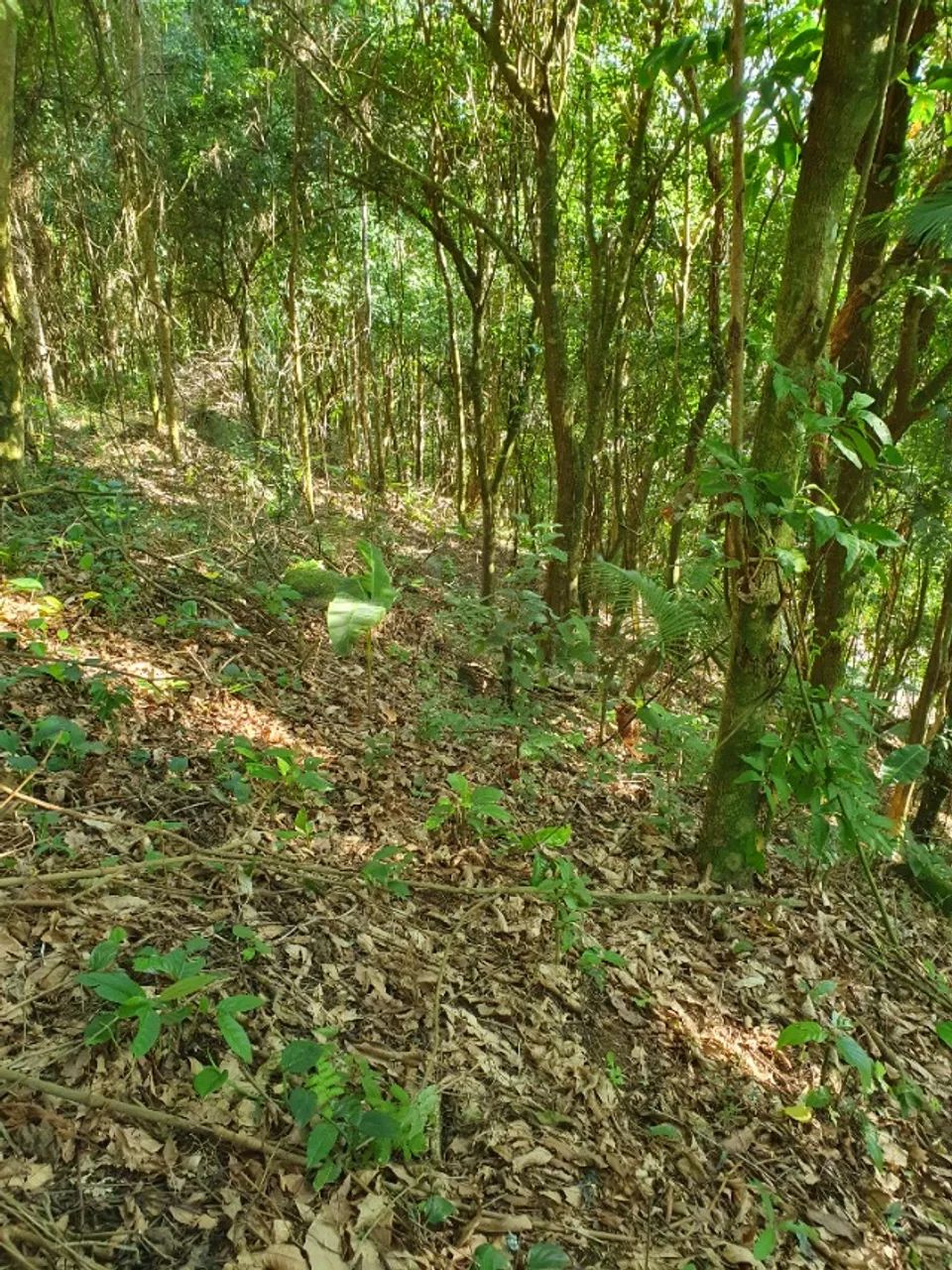 Conceição de jacarei  - Foto 5