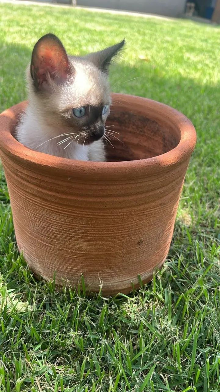 Cuidadora de Pets | PetSister  - Foto 5