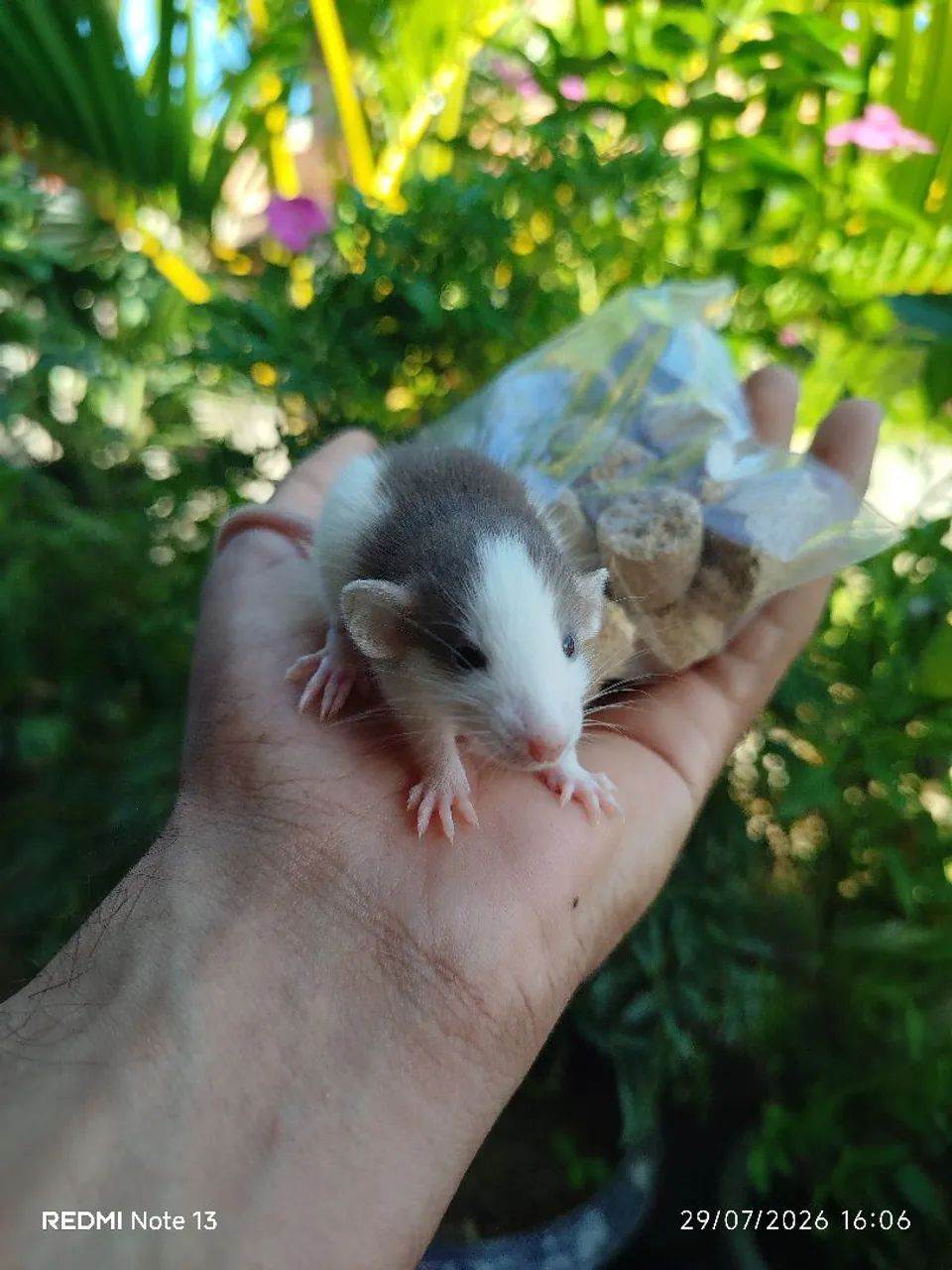 Ratinhos  - Foto 4