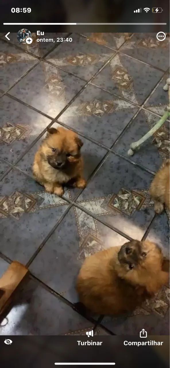 Chow Chow - Foto 5
