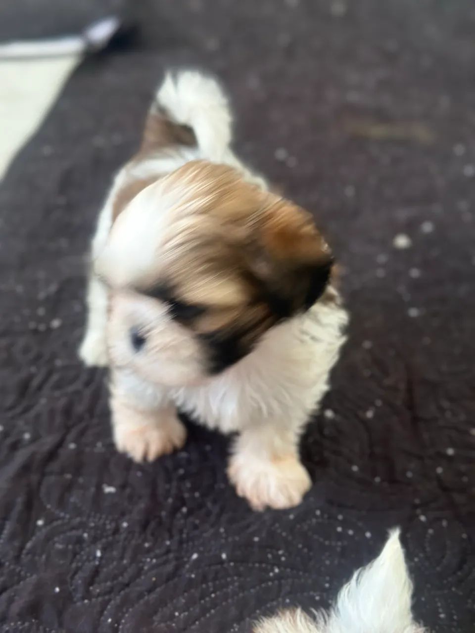 Shihtzu - Foto 3