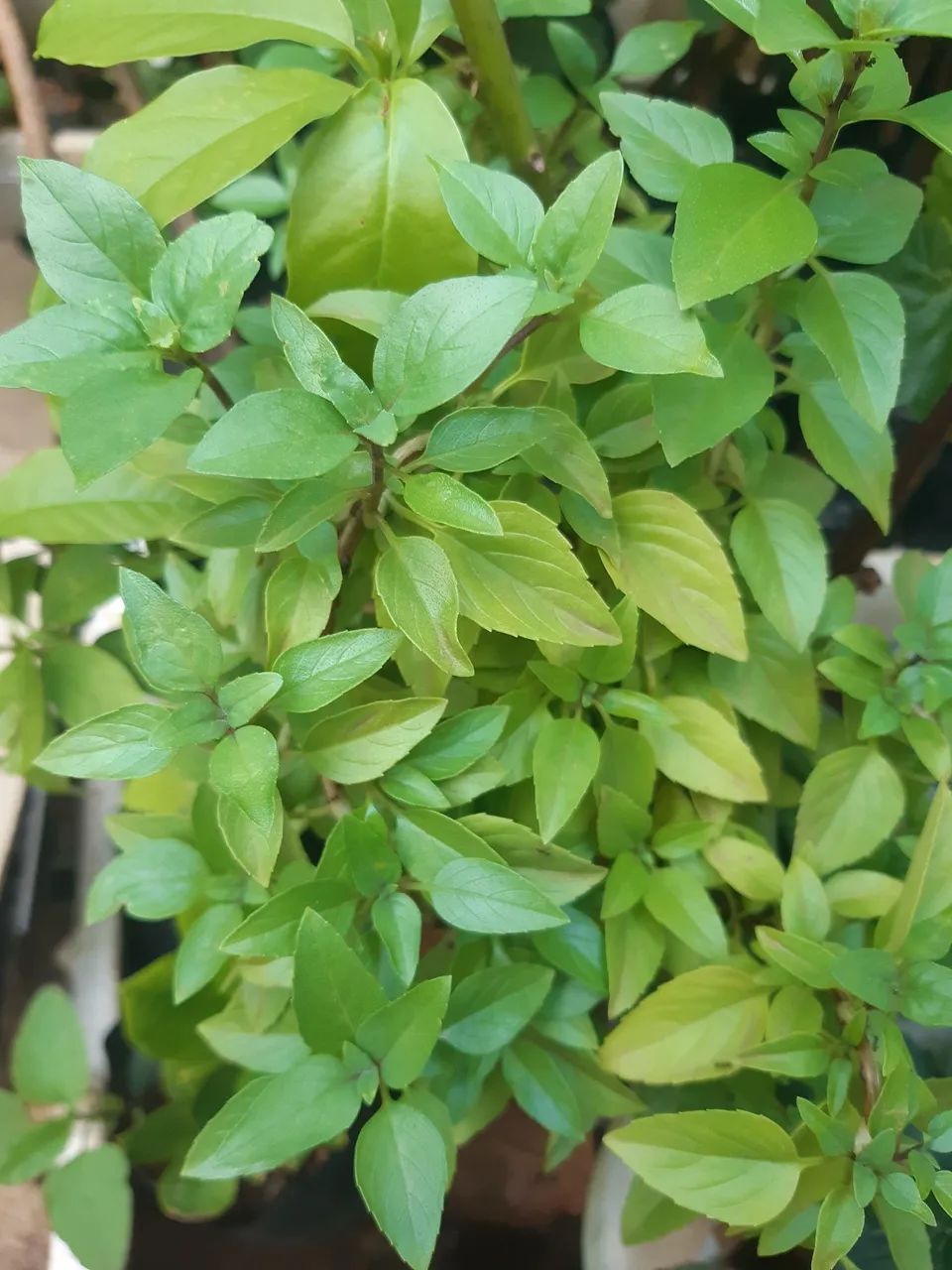 Mudas frutiferas - Foto 2
