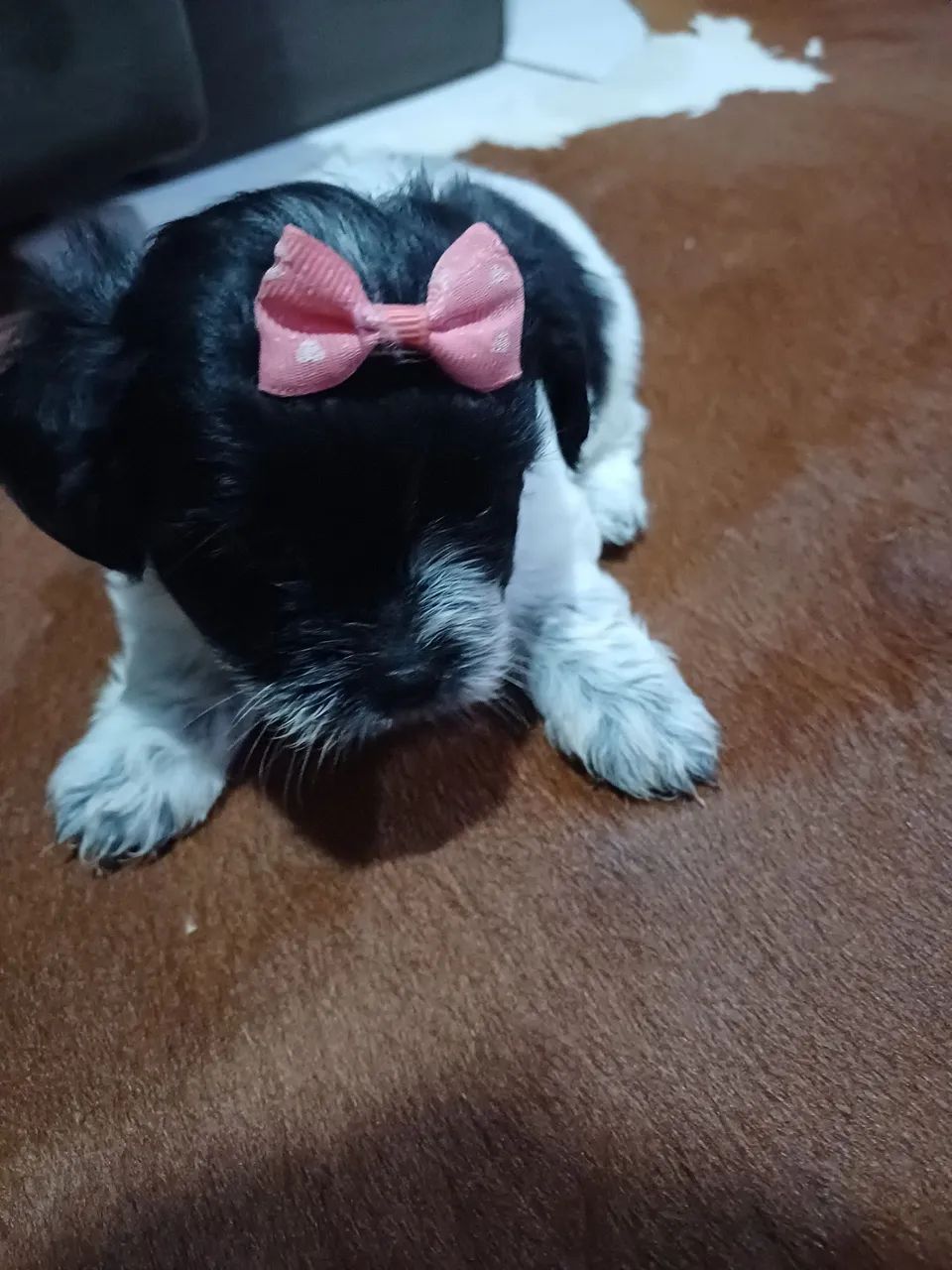 Filhotes de shitzu e Lhasa apso  - Foto 2