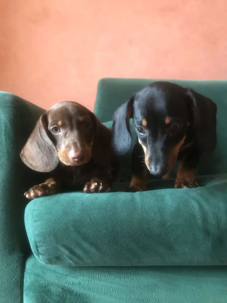 Filhotes Dachshund basset - Foto 4
