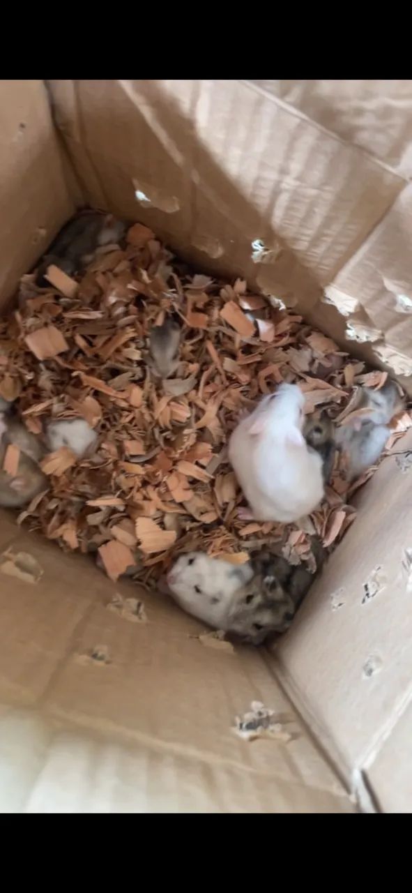 10 hamster  - Foto 2