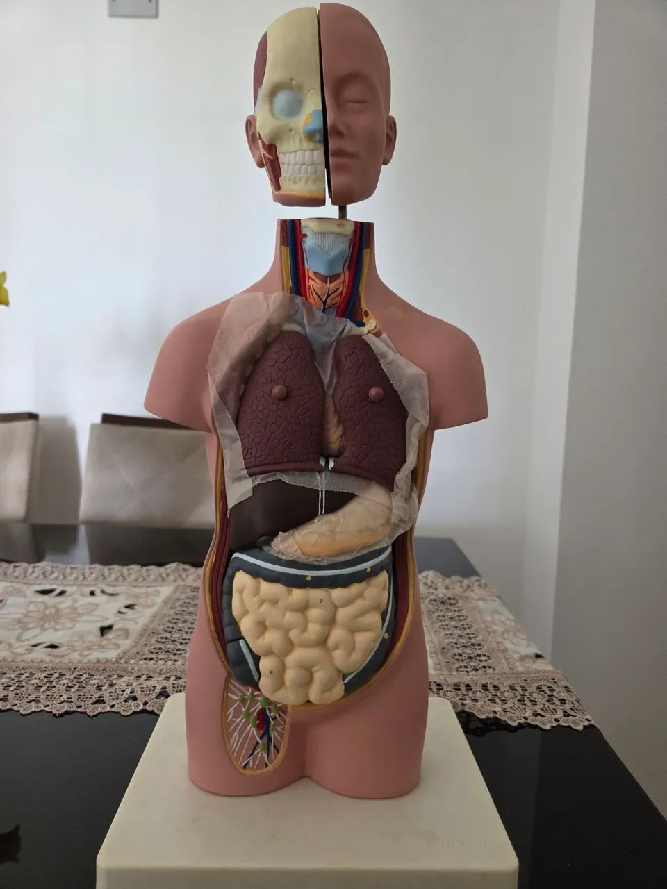 Torso humano, modelo anatômico de 50 cm. - Foto 2