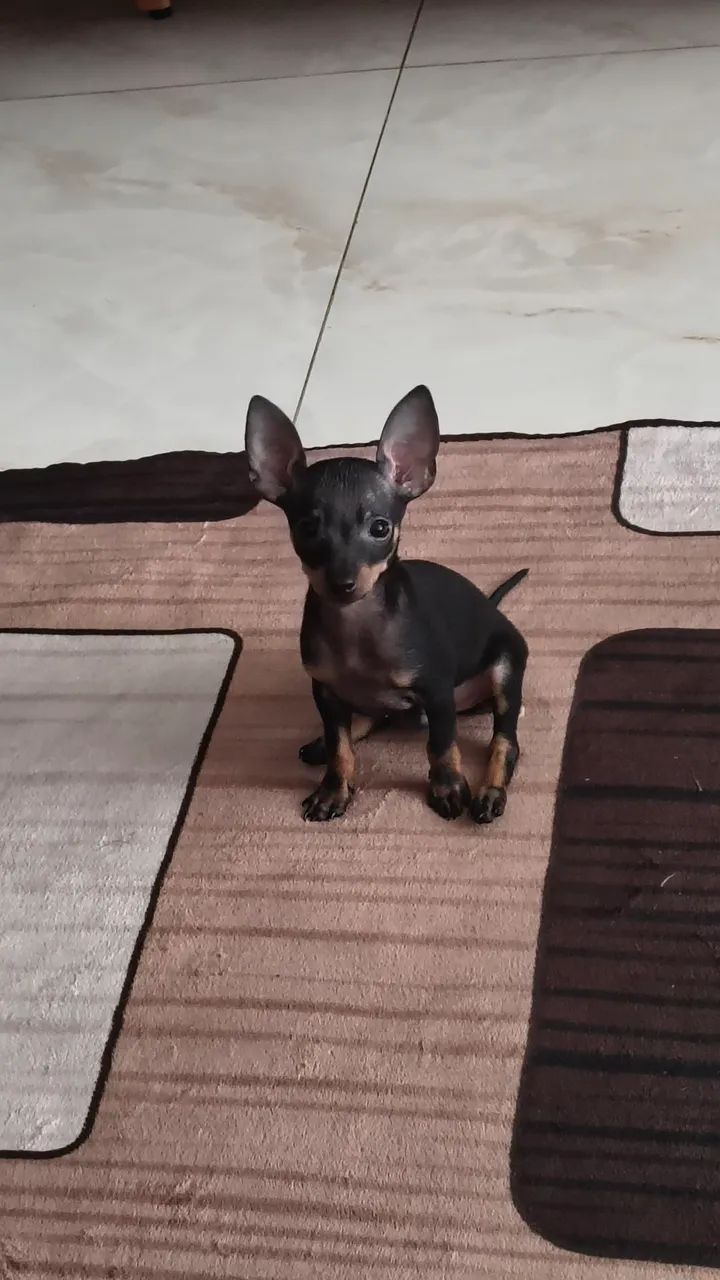 Pinscher 0