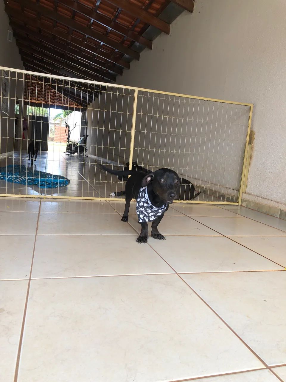 Adoção responsável!! - Foto 5