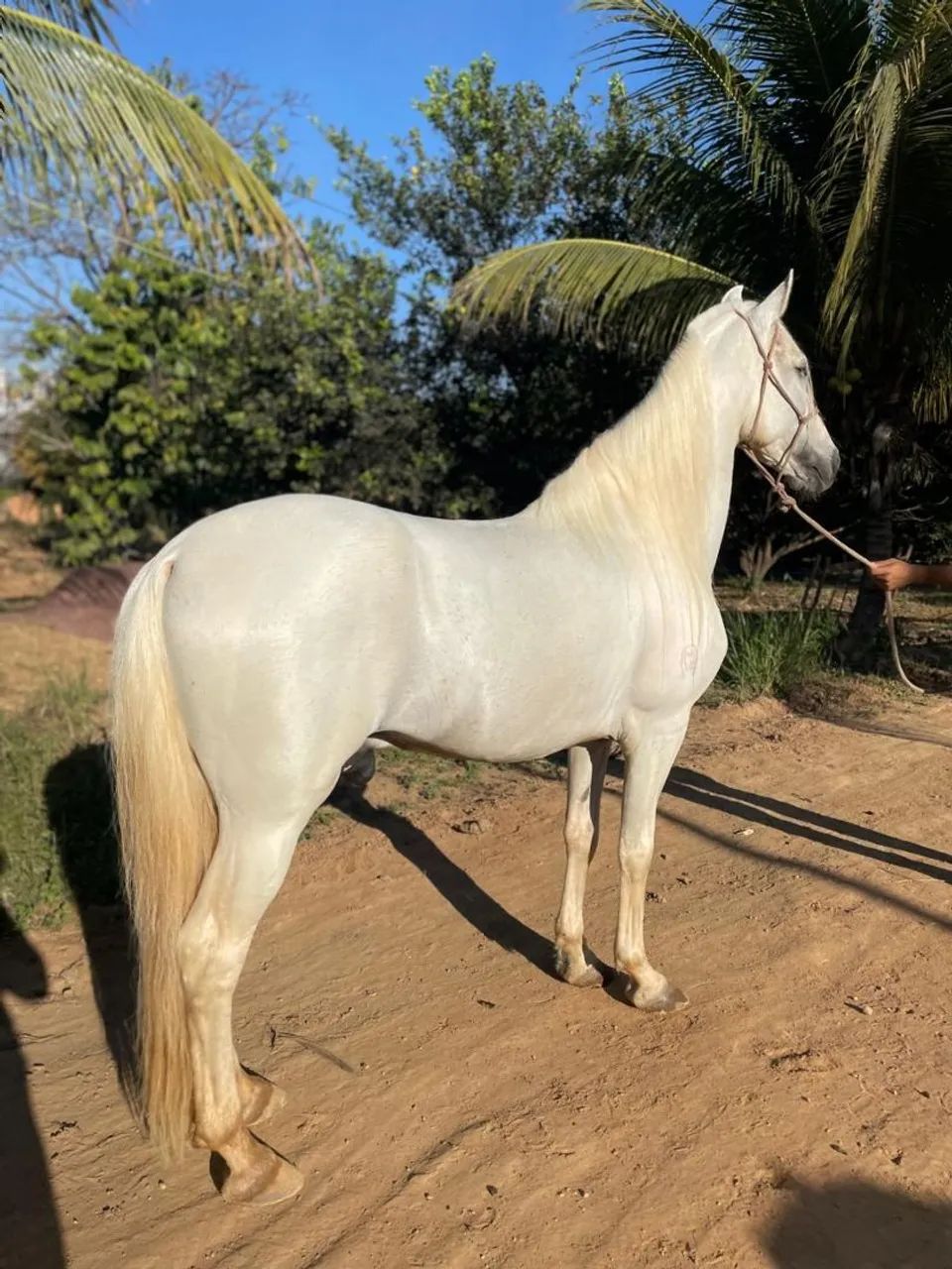 Cavalo manga larga marchador  - Foto 4