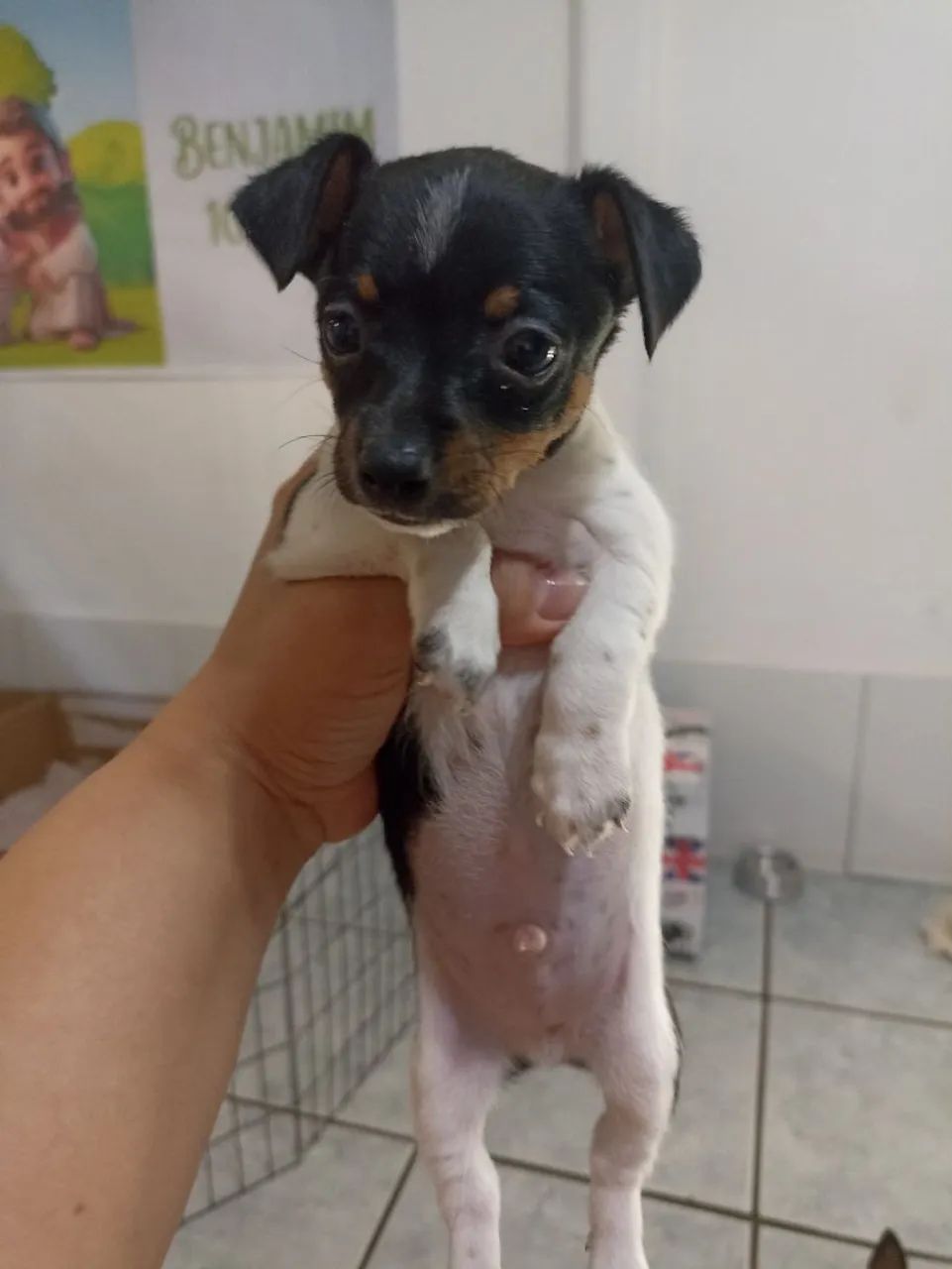 Filhotes Pinscher macho - Foto 3