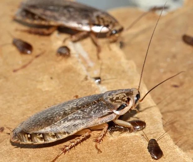 Barata cinerea