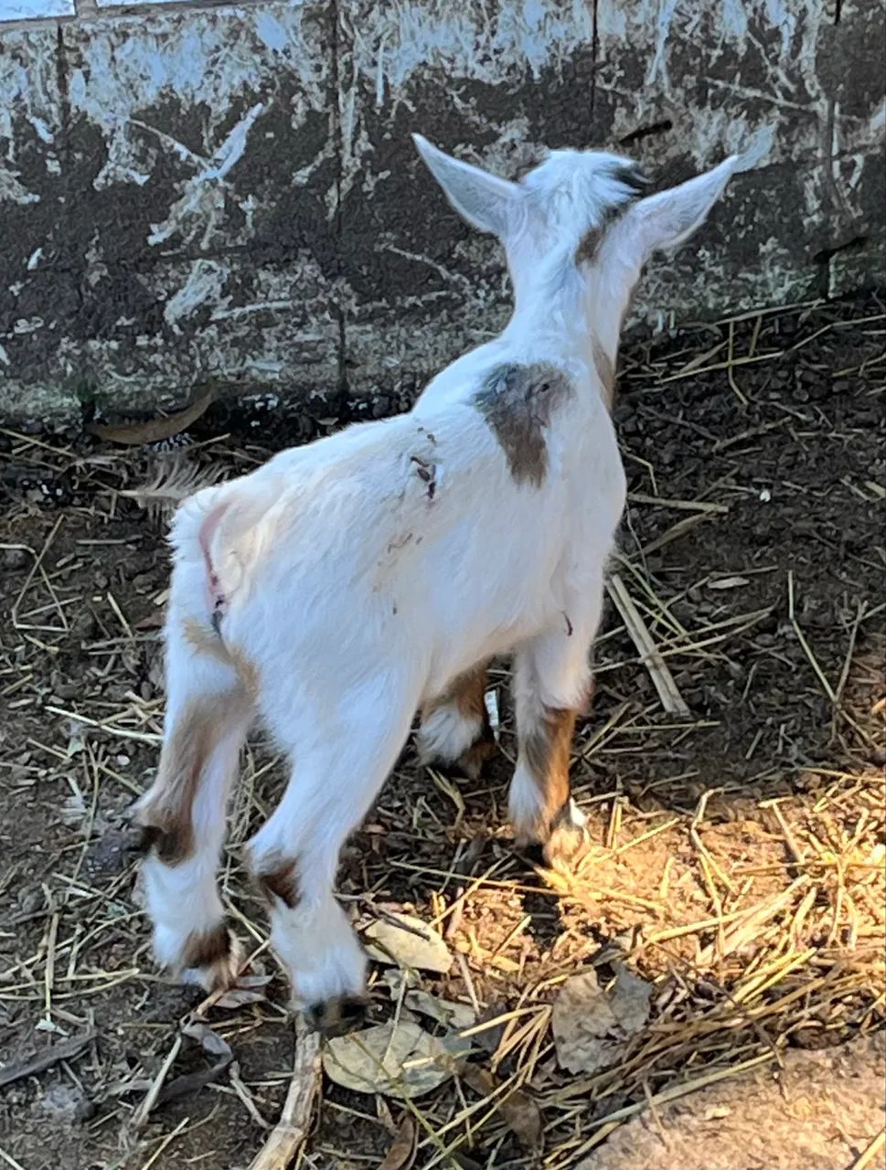 Mini cabrito, mini cabra, mini bode!  - Foto 3