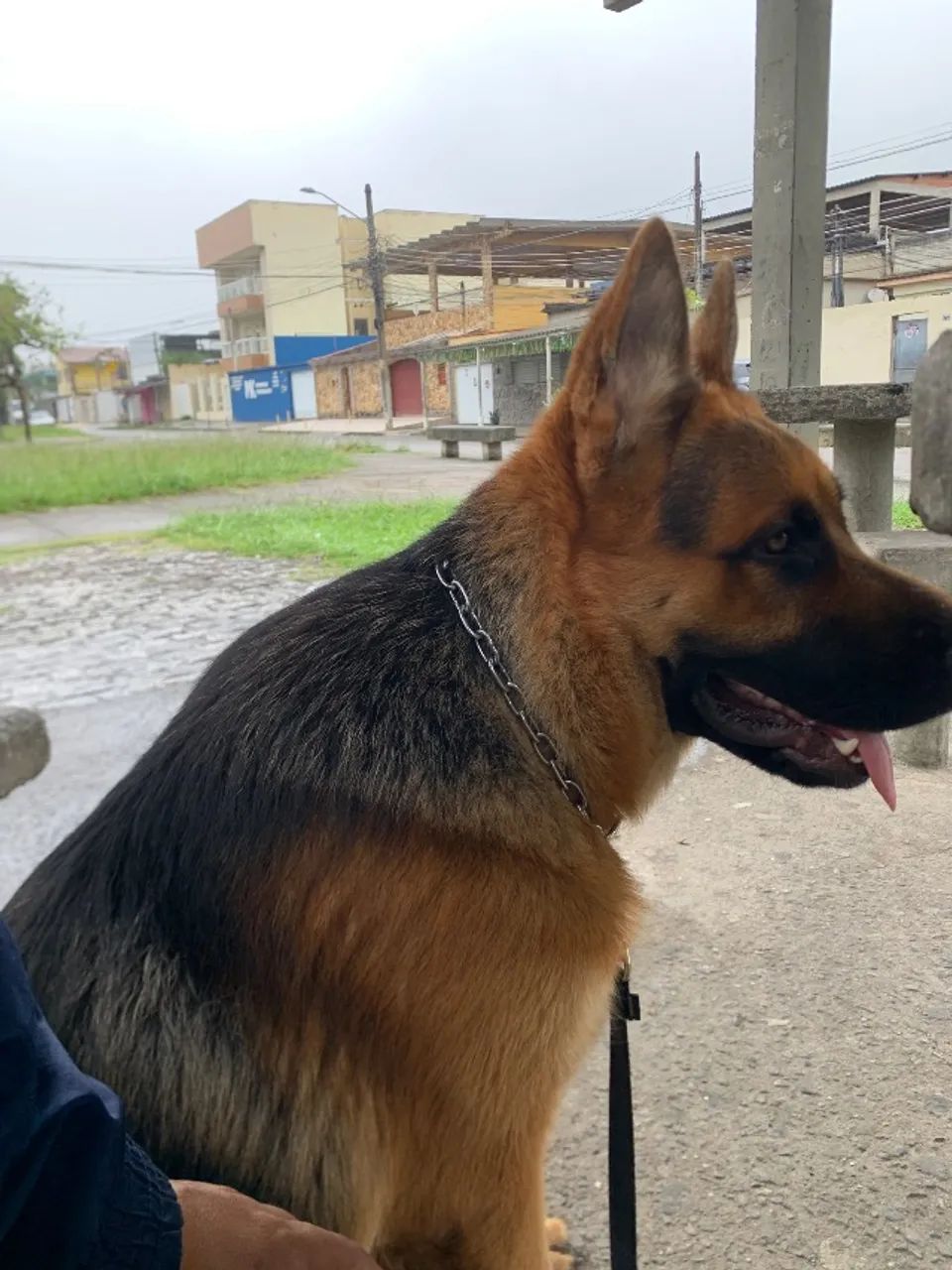 ADESTRAMENTO DE CÃES - Foto 2