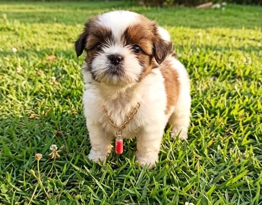 Promo Shihtzu Mini  - Foto 2