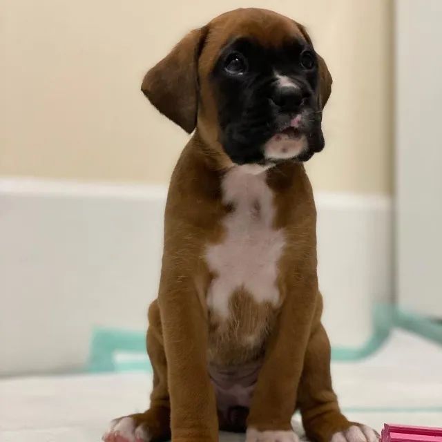 Corações Peludos