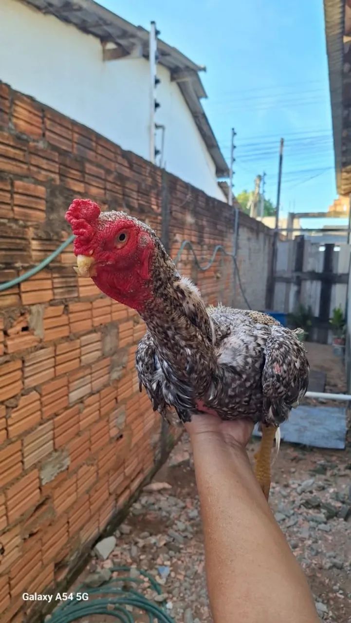 Galo índio Bico Curto  - Foto 3