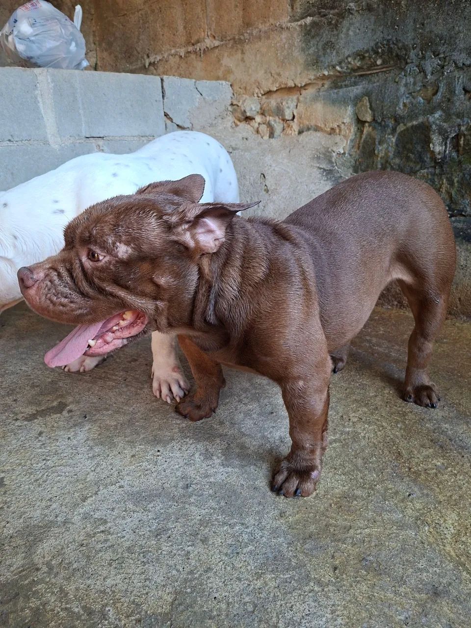 AMERICAN BULLY  - Foto 2
