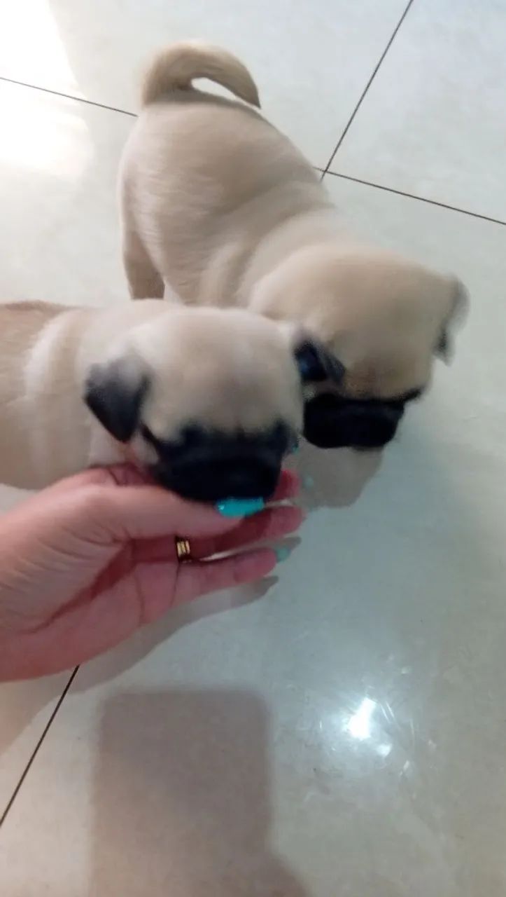 Filhotes de Pug macho  - Foto 3