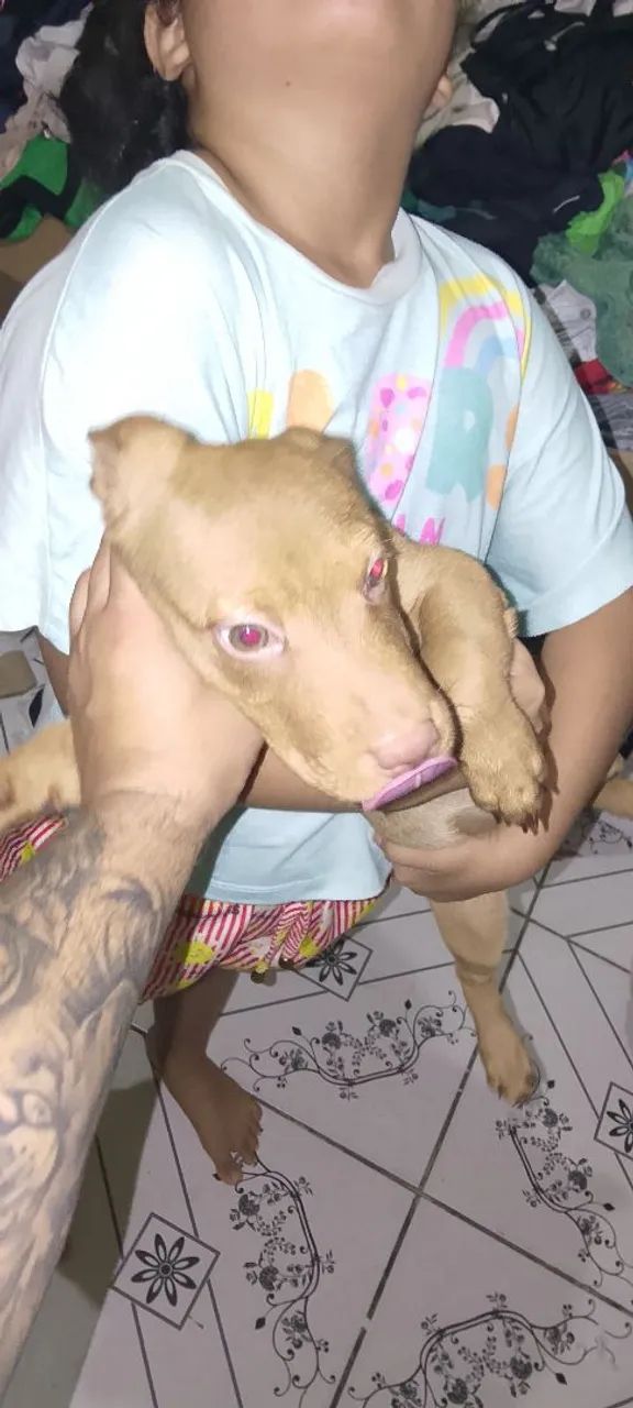 Cachorro  - Foto 2