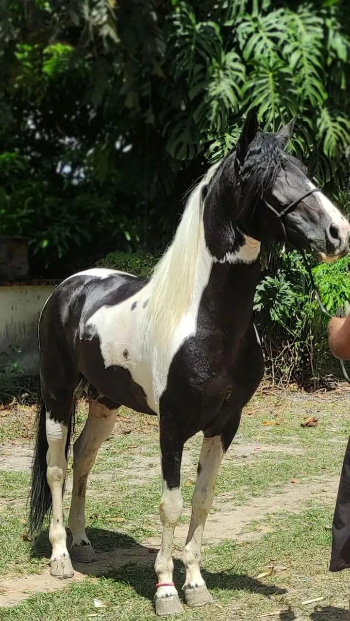 Cavalo Pampa de preto HOMOZIGOTO  - Foto 2