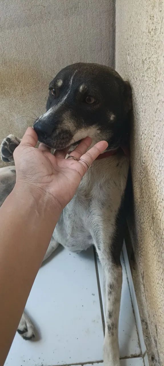 Adoção responsável! - Foto 2