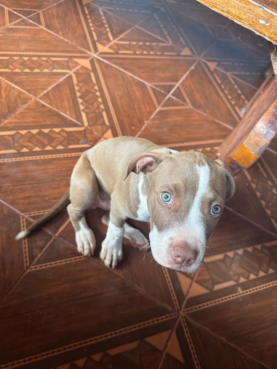 Pitbul APBT  - Foto 2