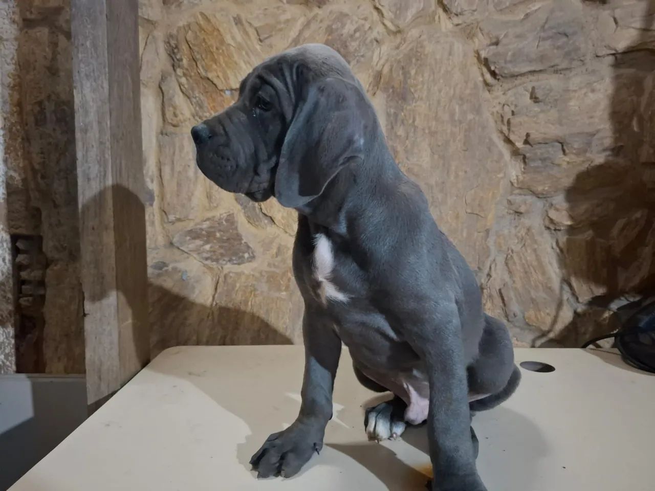 Filhote de Cane Corso  - Foto 2