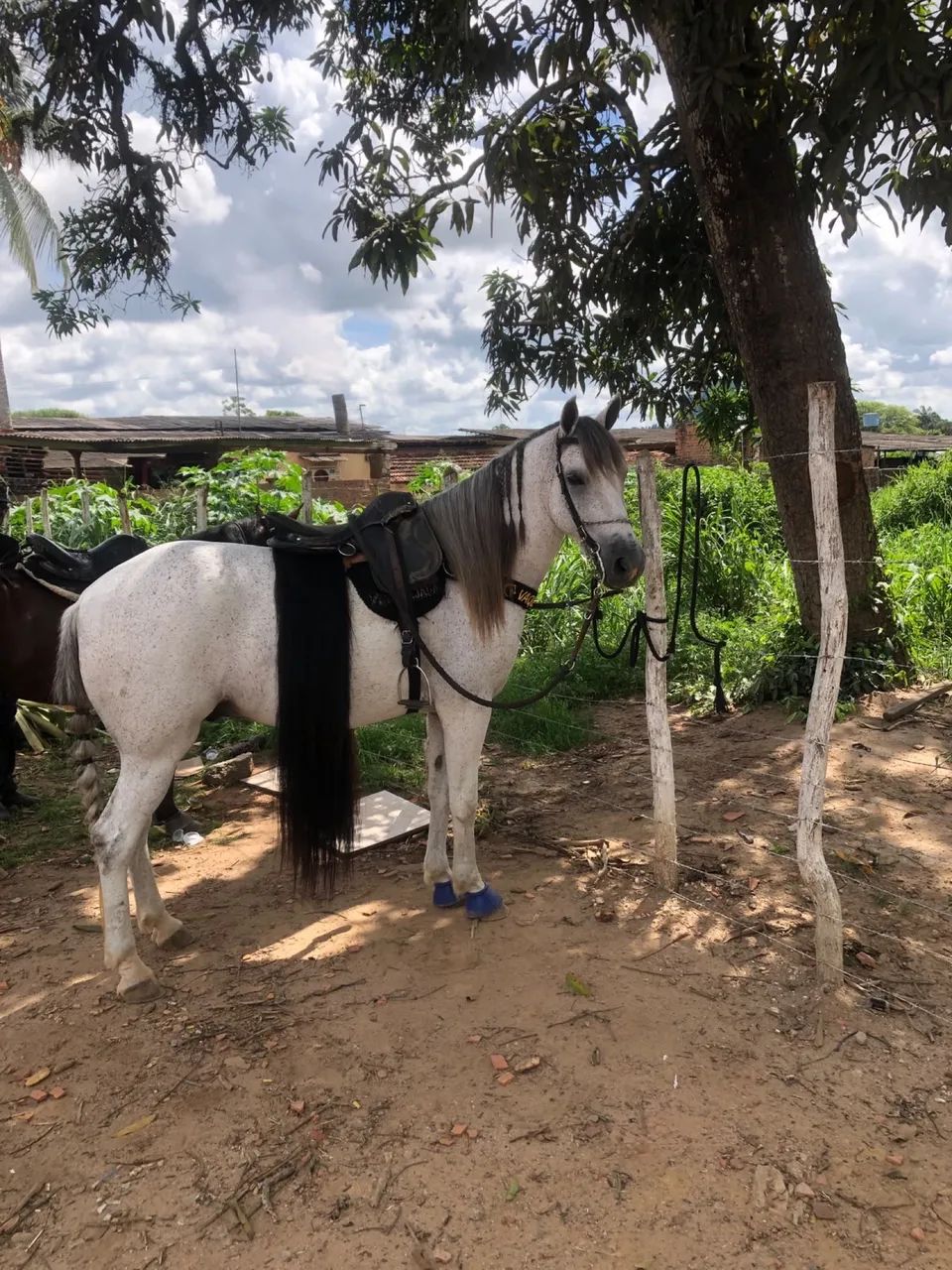 Cavalo baixeiro  - Foto 2