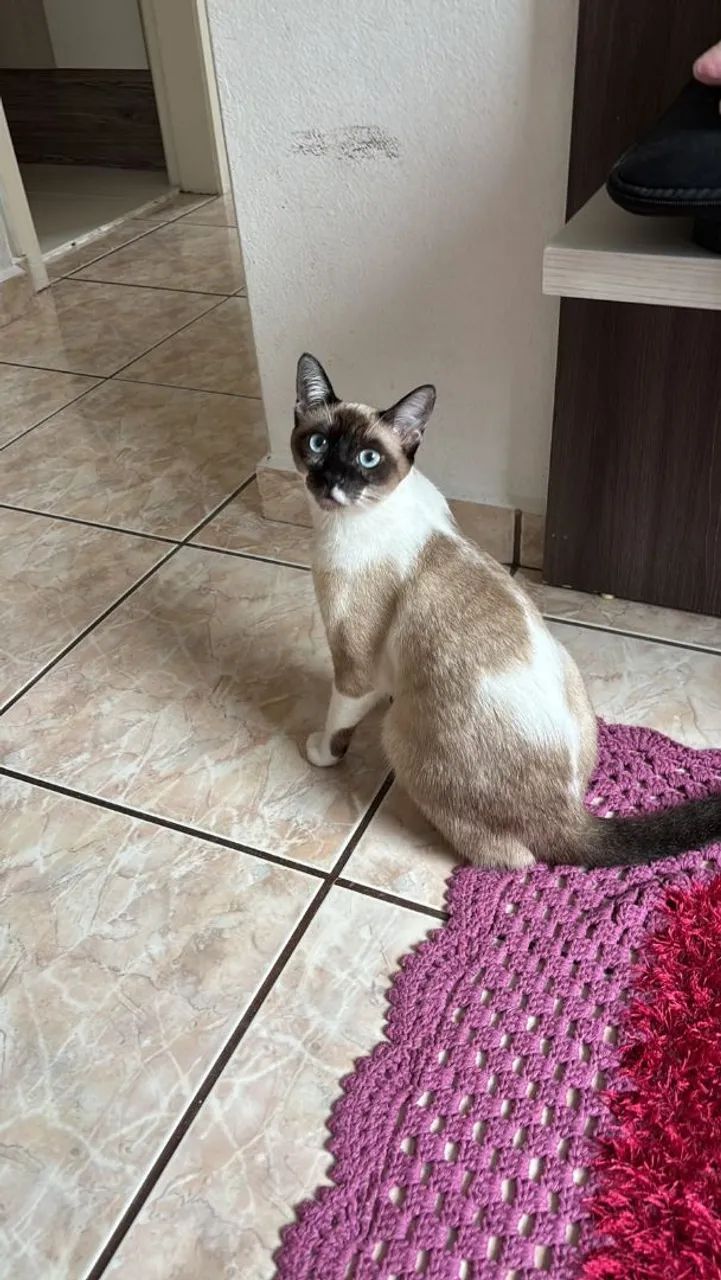 Doação de gato  - Foto 2