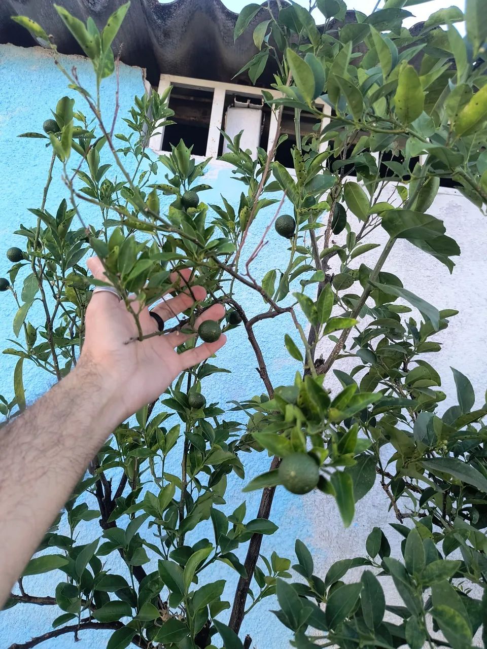 Frutíferas  - Foto 3