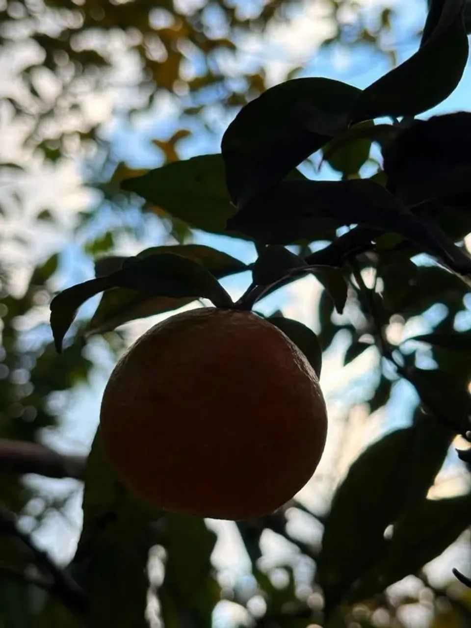 CHÁCARA DAS FRUTAS - Foto 3