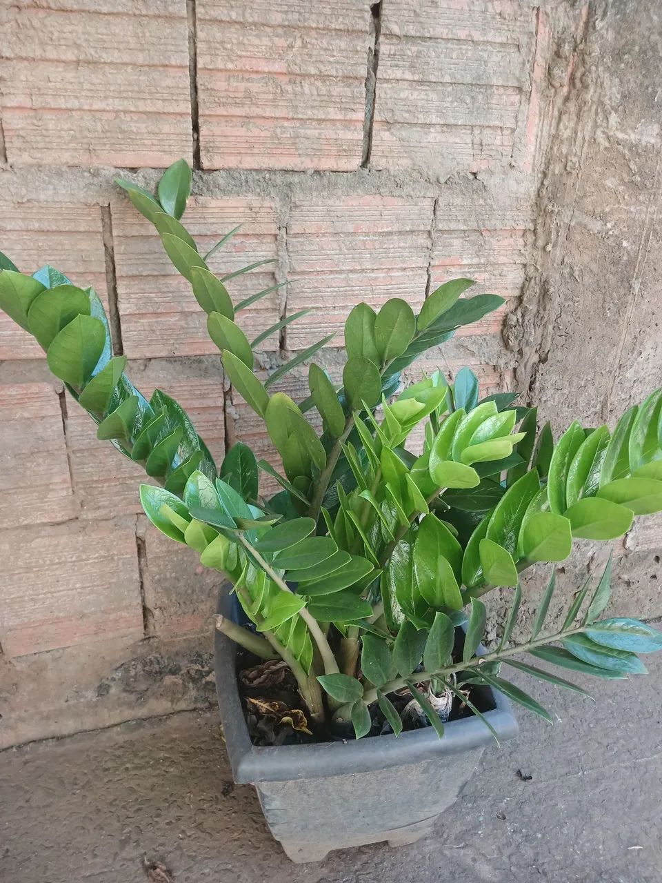 Azamioculca - Foto 2
