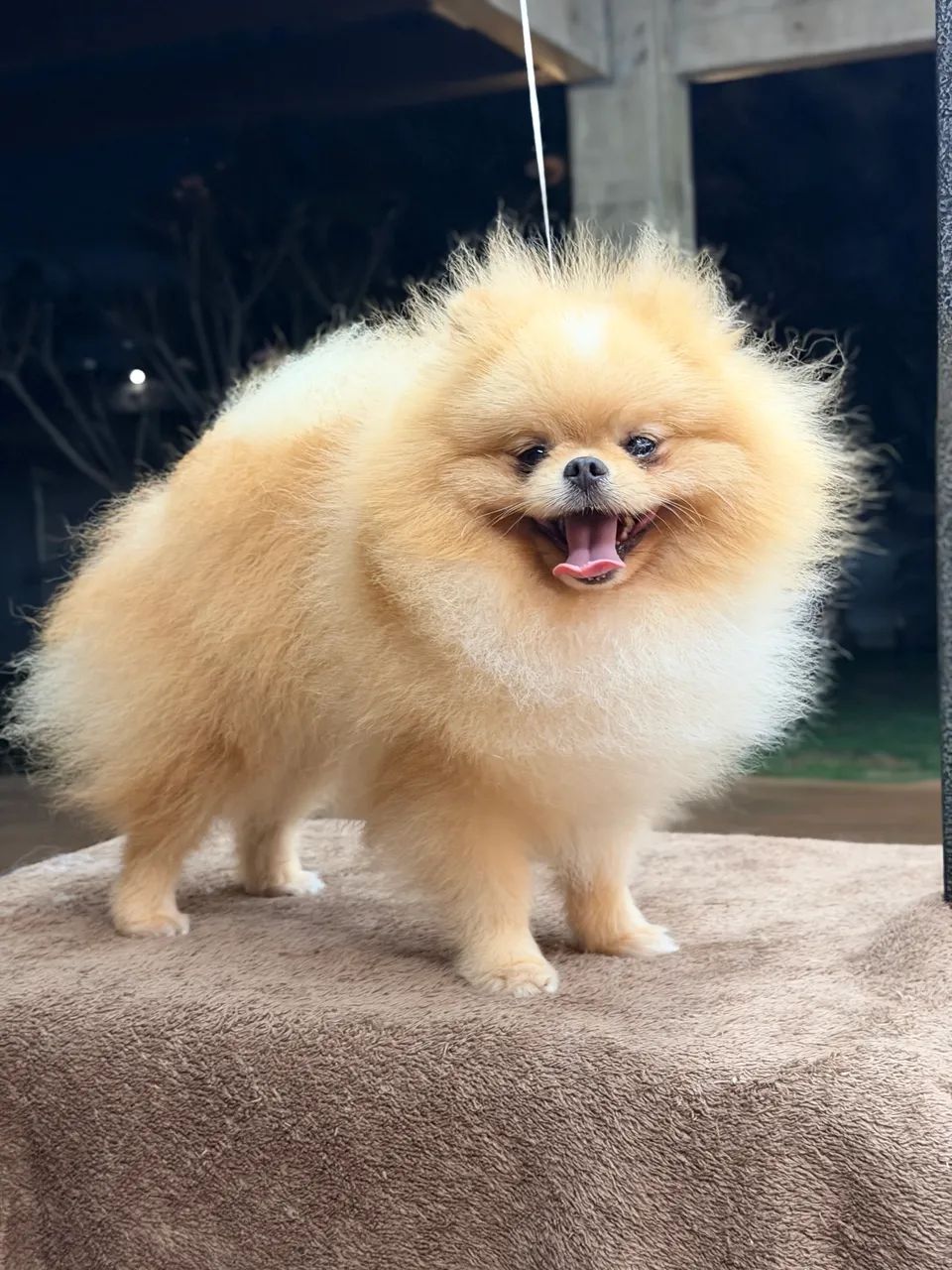 Lulu da pomerania padreador  - Foto 2