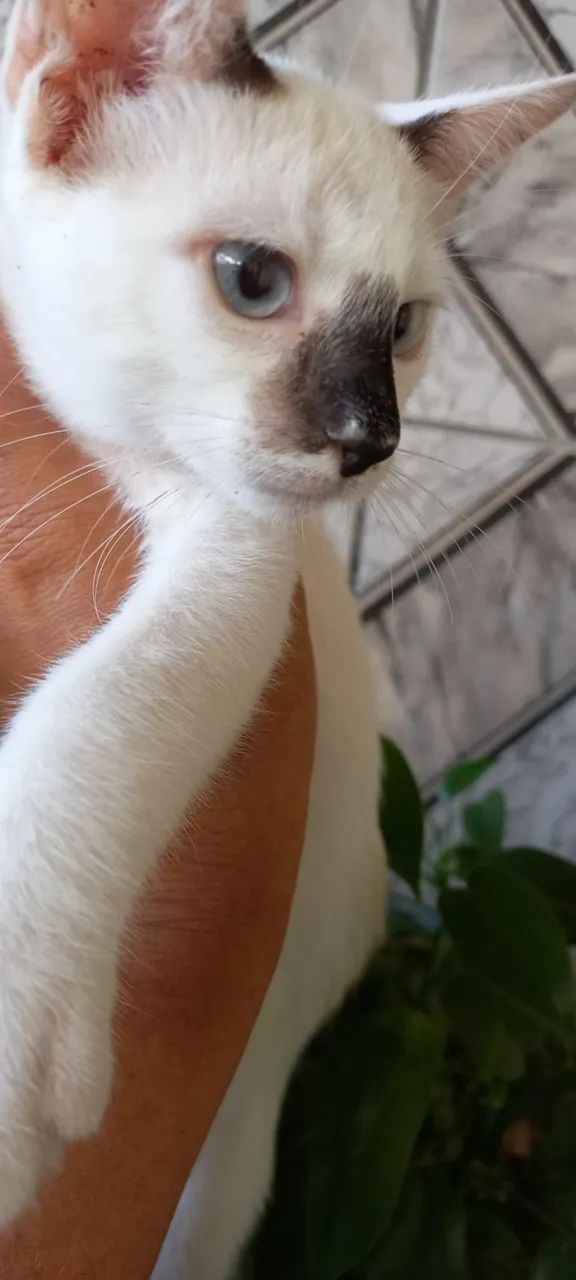 Lindo filhote Macho disponível para Adoção - Foto 5