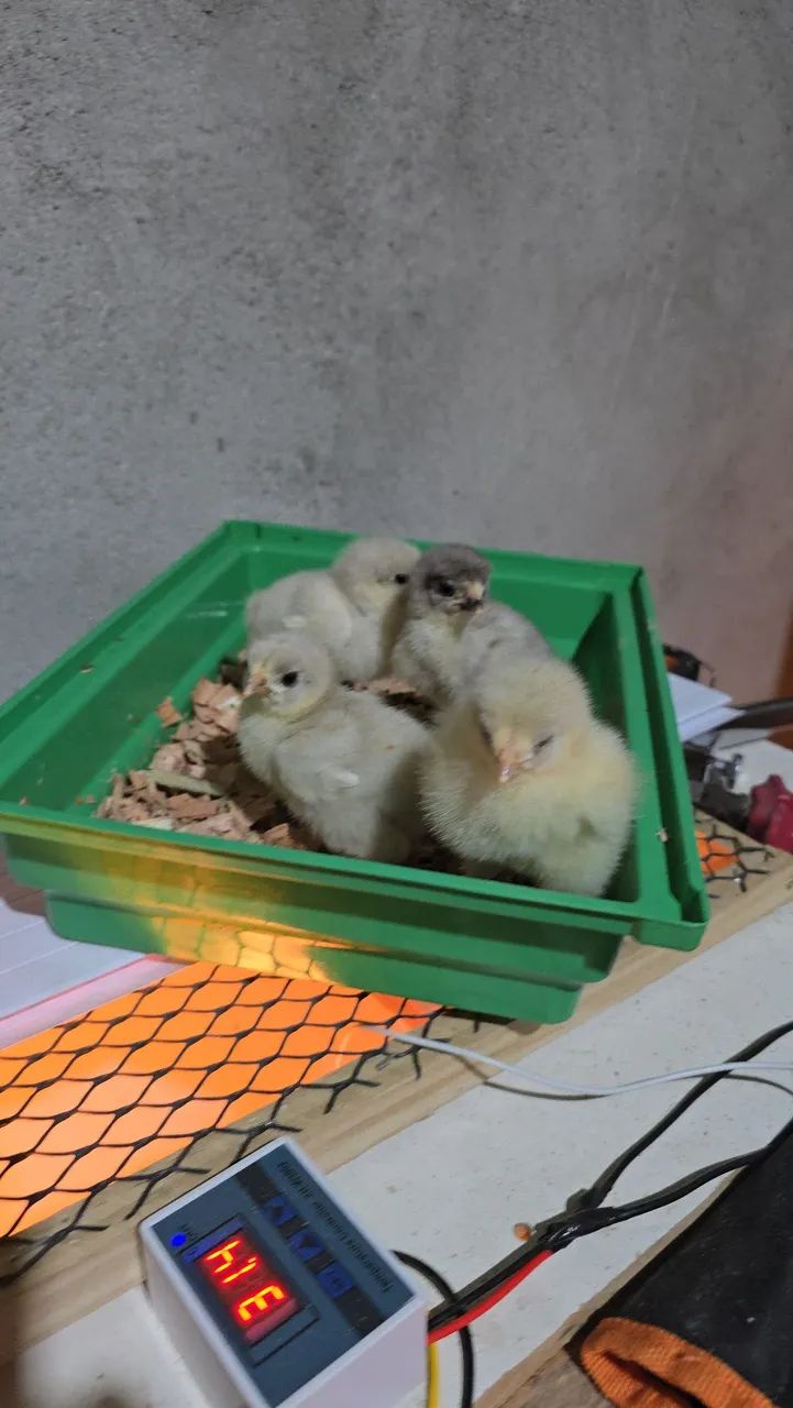 Pintinho brahma  - Foto 4