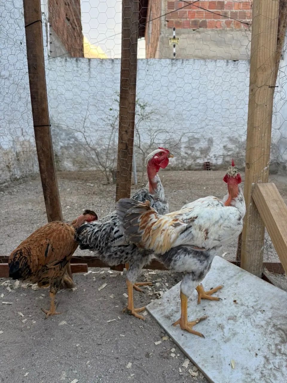 Vendo Frango