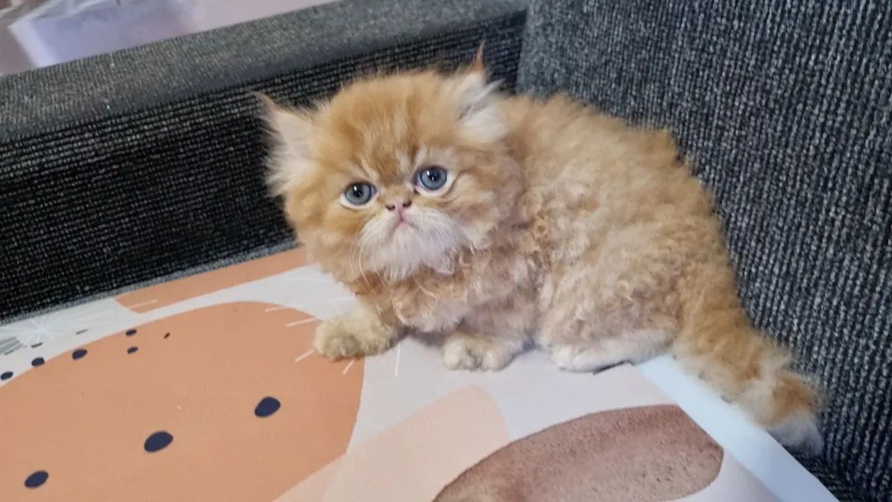 Gatos Persa disponíveis 12x 110