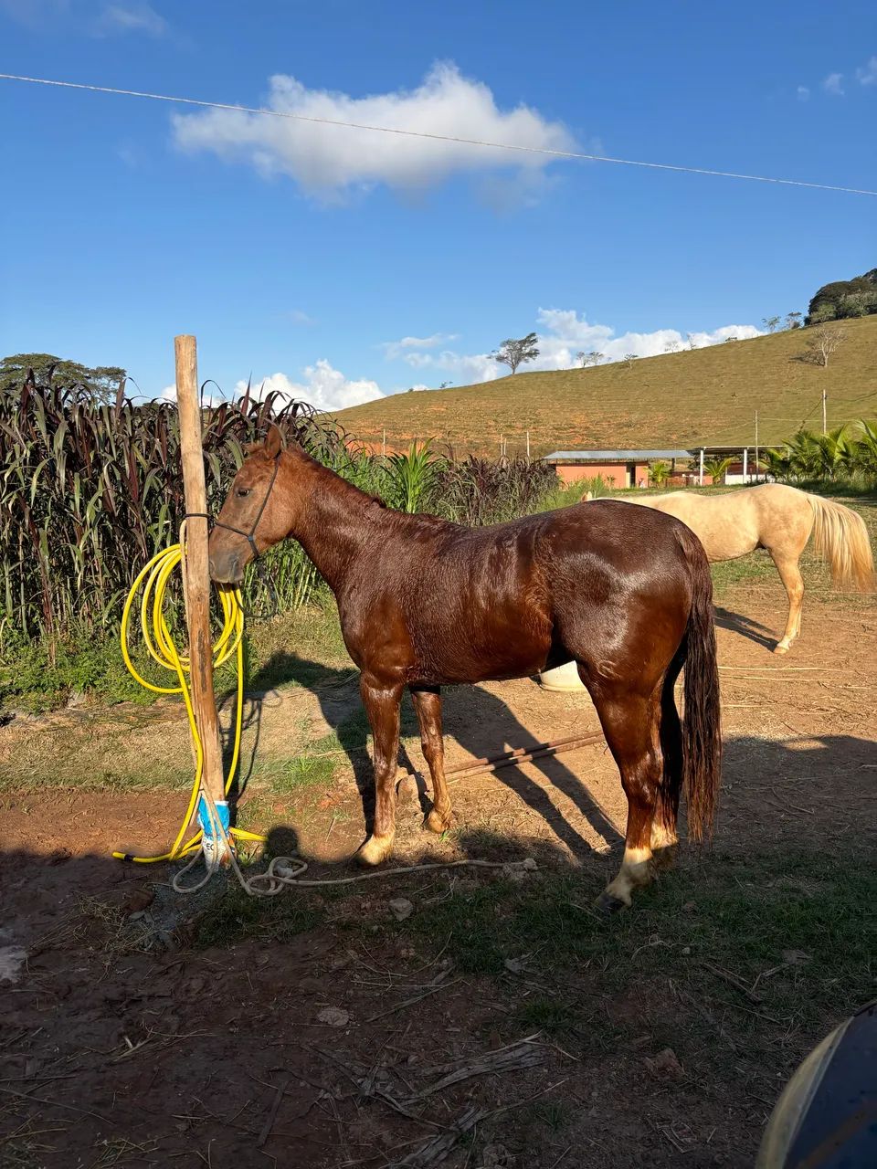 Cavalo 