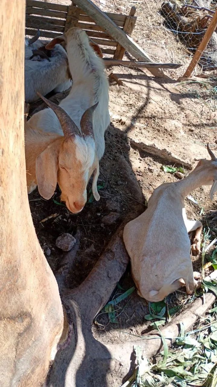 Cabritos e cabras - Foto 5