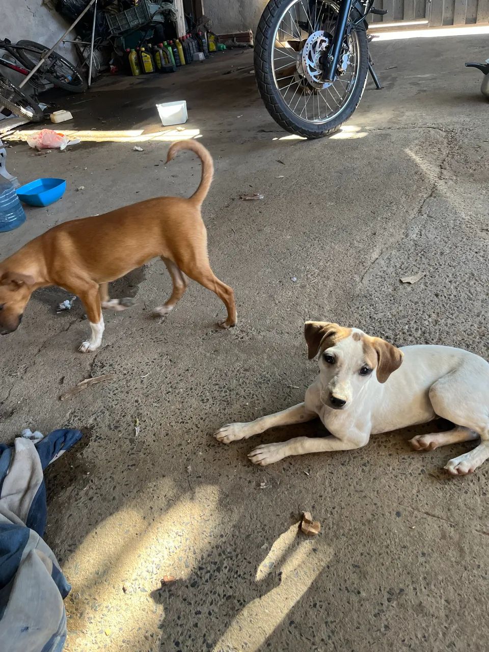 Cachorro para doação  - Foto 3