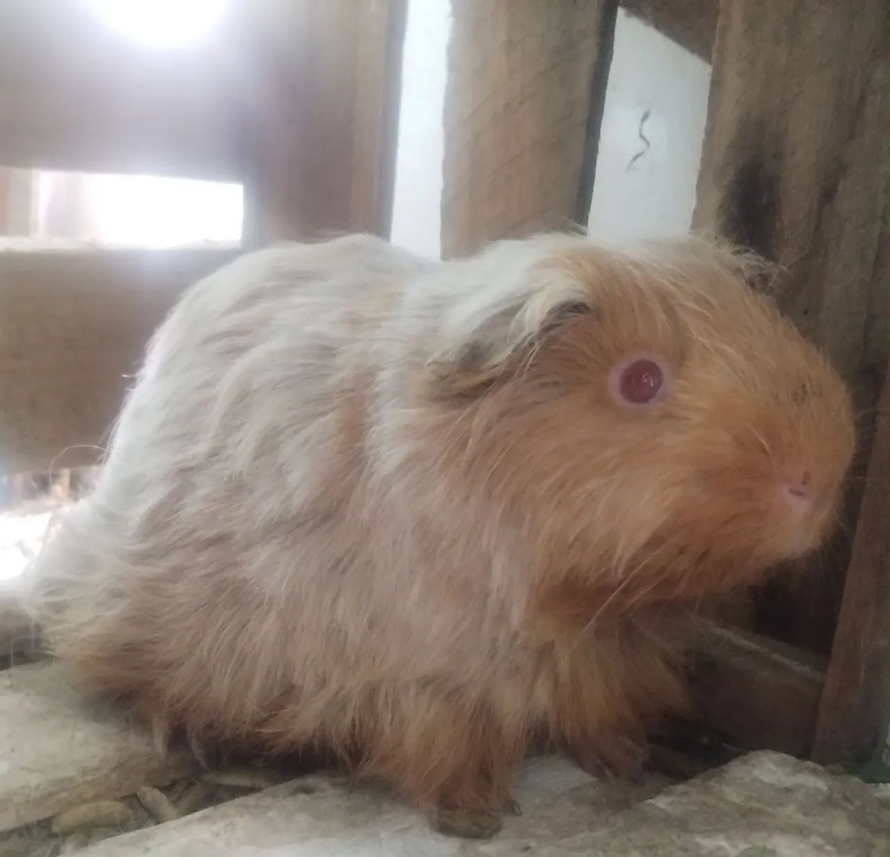 Porquinho da Índia pelo longo  - Foto 3