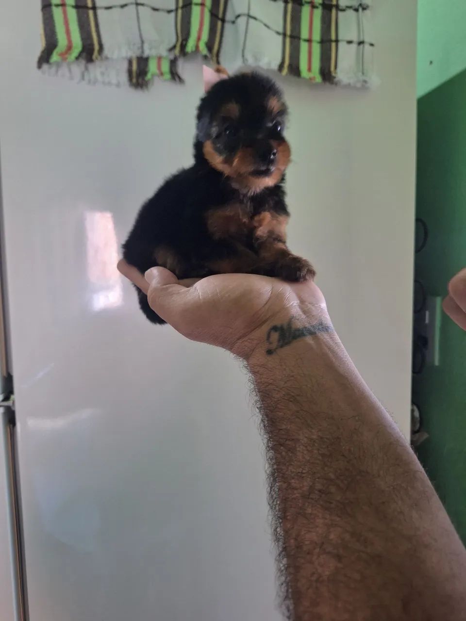 Yorkshire Terrier MACHO  - Foto 2