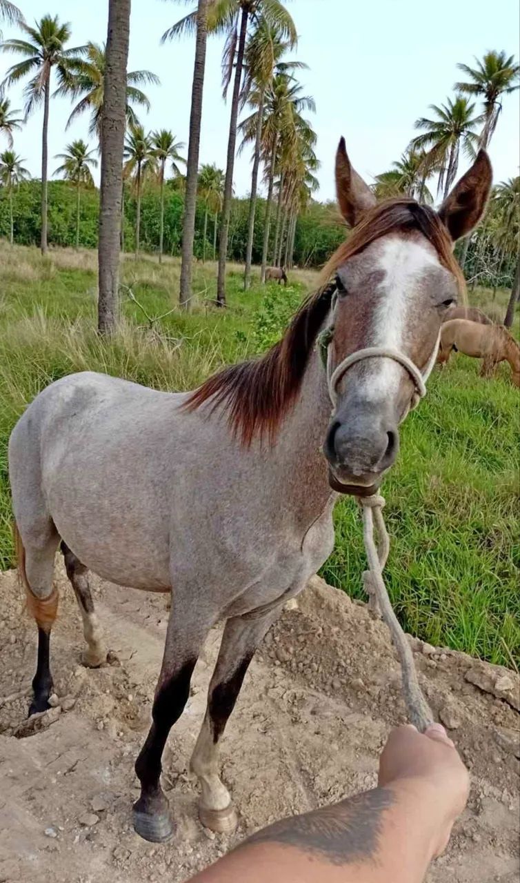 Cavalo para doação 