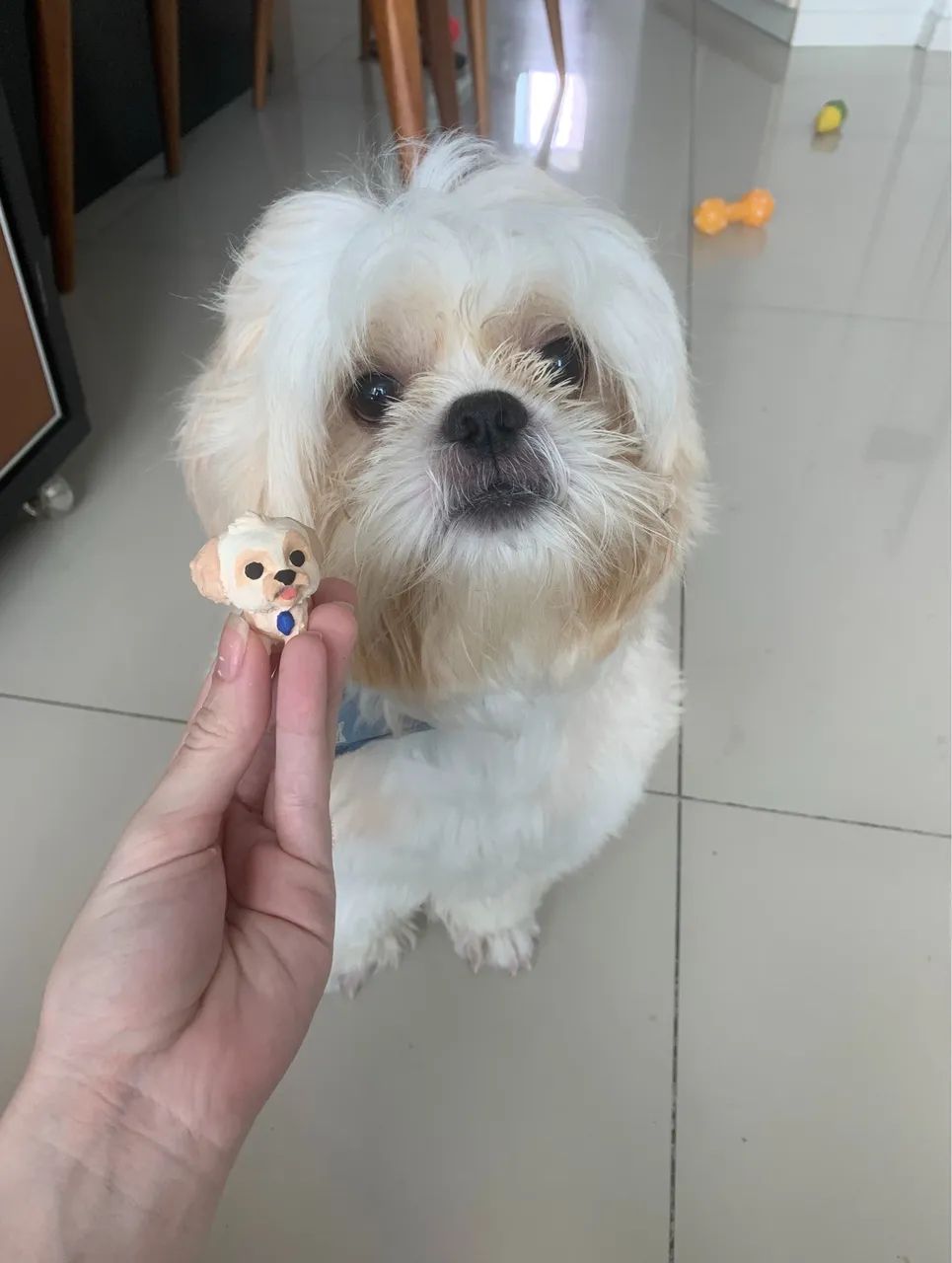 Shih tzu macho para Cruzar - Foto 3